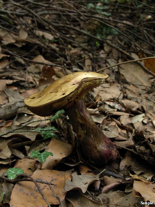 Boletus luridus lucido